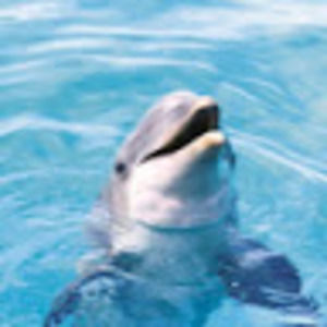 Meet your Posher, Hanzhao